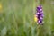 Wild green winged orchid