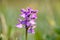 Wild green winged orchid