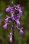 Wild Green-winged Orchid over out of focus background - Anacamptis morio subsp. picta