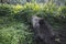 Wild greenery plants sprouting from the dead tree trunk