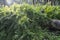 Wild greenery plants sprouting from the dead tree trunk