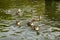 Wild grey ducks swim in dark green water covered with ripples in an artificial pond near