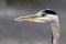 Wild grey heron - portrait