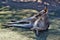 Wild grey kangaroo resting in the park