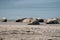 Wild Grey lazy seal colony on the beach at Dune, Germany. Large group with various shapes and sizes of gray seal