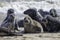 Wild Grey seal colony on the beach at Horsey UK