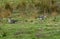 Wild greylag geese on farm land in Northumberland, UK