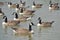 Wild Greylag Geese on a Lake