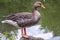 The wild greylag goose standing on the green shore of the pond