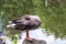 The wild greylag goose standing on the green shore of the pond and cleans its feathers