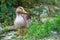 The wild greylag goose walks along the green shore of the pond