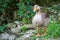 The wild greylag goose walks along the green shore of the pond