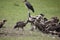 Wild Griffon Vulture Africa savannah Kenya dangerous bird