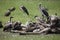 Wild Griffon Vulture Africa savannah Kenya dangerous bird