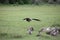 Wild Griffon Vulture Africa savannah Kenya dangerous bird