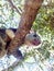 Wild Grizzled Giant Squirrel in Sri Lanka closeup