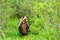 Wild Grizzly Bear Cub