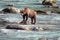 Wild grizzly bear in a river