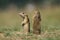 Wild ground squirrels