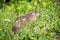 Wild groundhog feeding grass on summer day