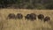 Wild group of buffaloes walking in slow-mo