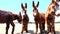 Wild group of donkeys grazing