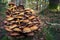 Wild group mushrooms on tree trunk in the forest