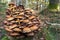 Wild group mushrooms on tree trunk in the forest