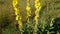 Wild growing blooming mullein on a field in sunny morning