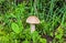 Wild growing brown-cap boletus