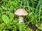 Wild growing brown-cap boletus, birch mushroom