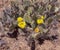 Wild growing Cacti