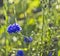 Wild growing cornflower (Centaurea cyanus)