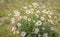 Wild growing daisies up close from a bird`s eye view