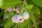 Wild growing fig like fruit on bush at Kunene River in Angolan Namib Desert