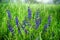 Wild-growing fresh field grasses. Blue wild salvia.