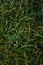 Wild growing green countryside grass. Background, grass texture,