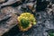 Wild growing houseleek with yellow blossom on black stone wall