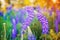 Wild-growing lupine flowers