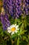 Wild-growing Lupine flowers and a solitary daisy