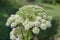 Wild-growing medicinal plant of Siberian Hogweed Latin name Heracleum sibiricum