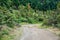 Wild Growing Pine Trees and Dirt Road on Greek Mountain