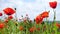 wild growing poppies flowers on a wind