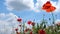 Wild growing poppies flowers on a wind