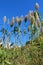 Wild growing reeds at the coast of Calabria