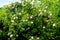 Wild growing roses with pink flowers