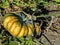 Wild Grown Pumpkin