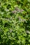 In the wild grows mint long-leaved Mentha longifolia