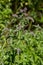 In the wild grows mint long-leaved Mentha longifolia