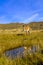 Wild guanaco near small pond